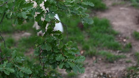 Close-up,-white-polar-wolf-slowly-runs-on-a-forest-ground,-French-zoo