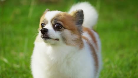 fluffy pedigree pomeranian dog walking on a green lawn