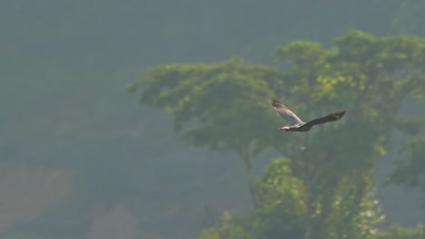 crane hawk in flight through tambopata national reserve jungle