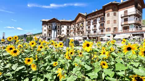 sunflowers bloom near buildings in sestriere, piedmont