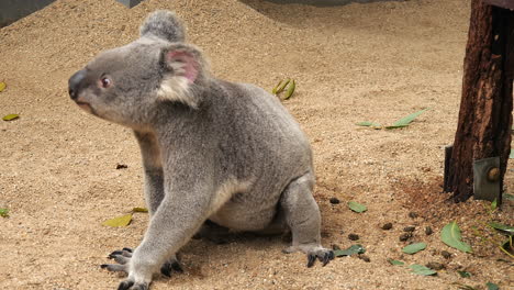 Koala-En-La-Arena-Debajo-De-Un-Eucalipto-Despierto-Y-Alerta