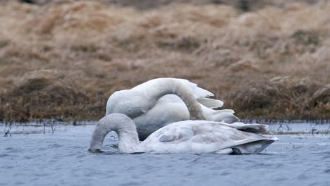 cisnes cantores durante la migración de primavera descansando en un charco de prado inundado de hierba seca