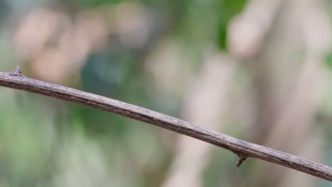 The-Asian-Brown-Flycatcher-is-a-small-passerine-bird-breeding-in-Japan,-Himalayas,-and-Siberia