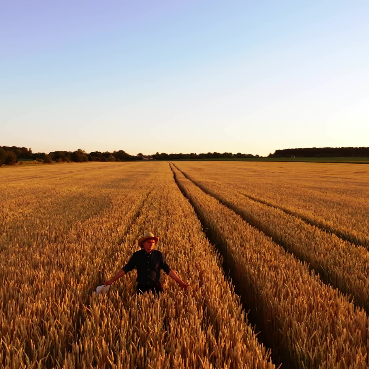 Farmer in farmland at sunset. Male specialist in straw hat walking on golden field and examining the ripeness of plants in the evening.