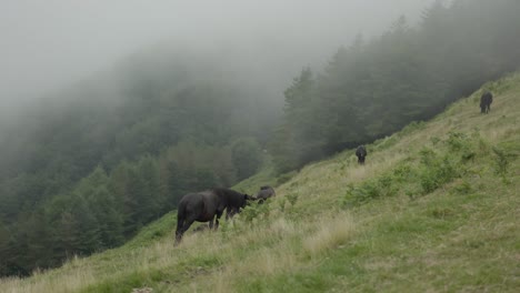 free horses standing next to the fog on a mountain hill and eating grass