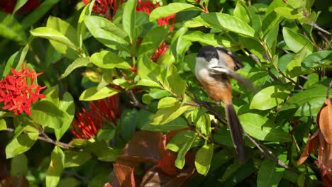 Langschwänziger-Würger-Thront-Auf-Ixora-Blütenpflanze-Und-Fliegt-In-Zeitlupe-Aus-Nächster-Nähe-Auf