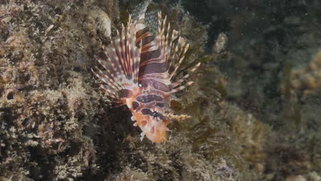 un colorido pez león mortal se sienta en una estructura de arrecife mientras muestra sus venenosas aletas pectorales