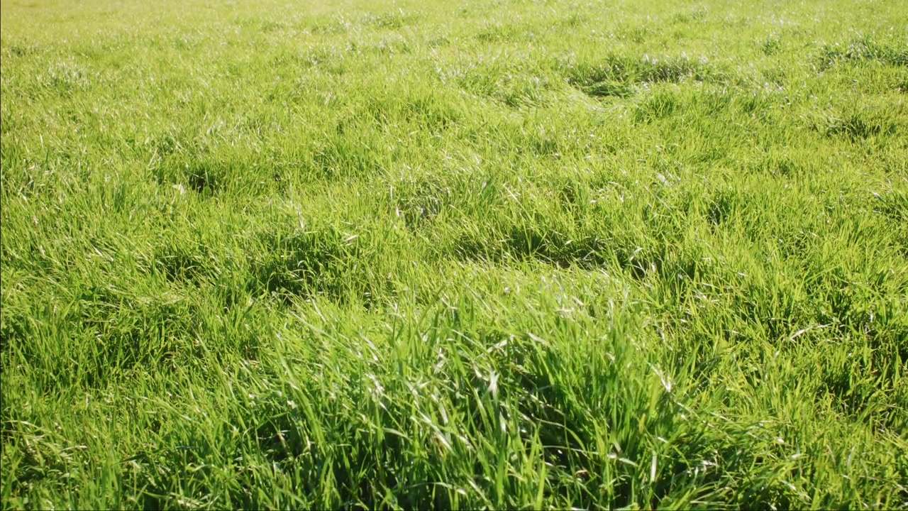 Un campo di erba verde alta ondeggia dolcemente sotto la calda e luminosa luce del sole