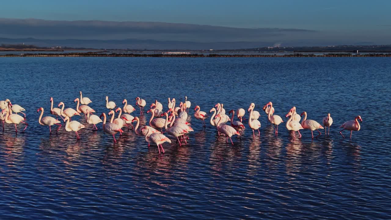Flamingos gathered in shallow water during sunset at a coastal area