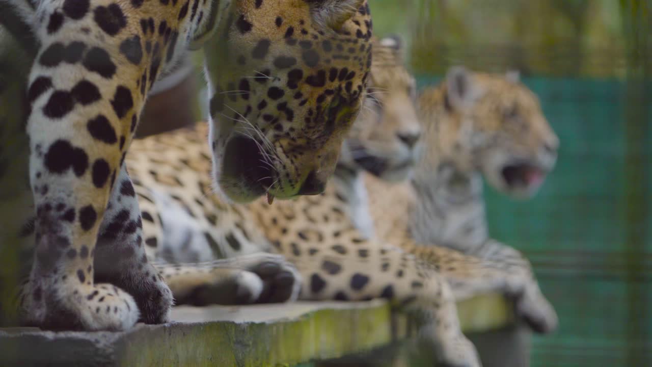 Three rescued jaguars relax in a wildlife sanctuary. One attentively observes its surroundings while the others groom and rest in a peaceful setting.