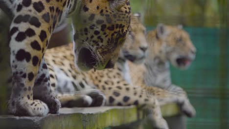 three rescued jaguars relax in a wildlife sanctuary. one attentively observes its surroundings while the others groom and rest in a peaceful setting.