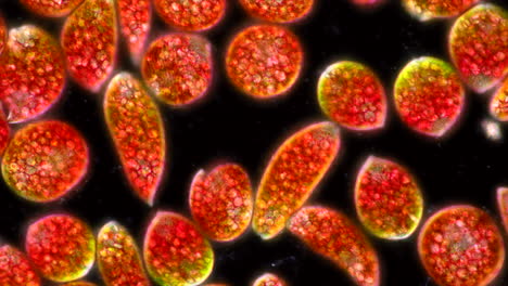 microscopic view of red and green algae