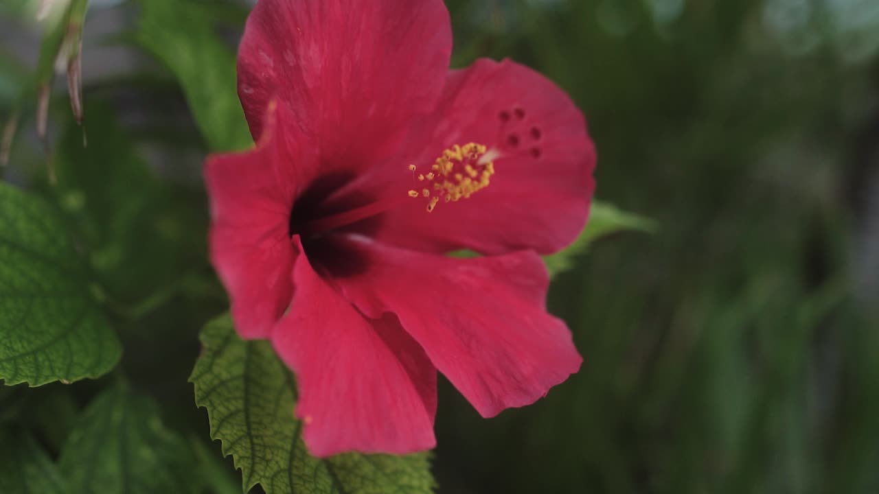 panorâmica em câmera lenta através de uma flor de hibisco desabrochando no havaí