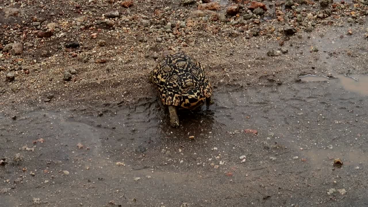 primer plano en ángulo alto de una rara tortuga leopardo caminando lentamente por un camino de tierra