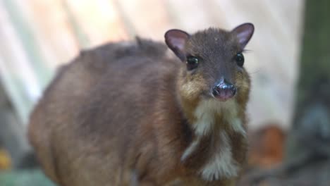 Smallest-hoofed-mammal,-cute-lesser-mouse-deer,-tragulus-kanchil,-pregnant-mother-hiccuping-and-munching-on-feeds-at-wildlife-park-handheld-motion-close-up-shot