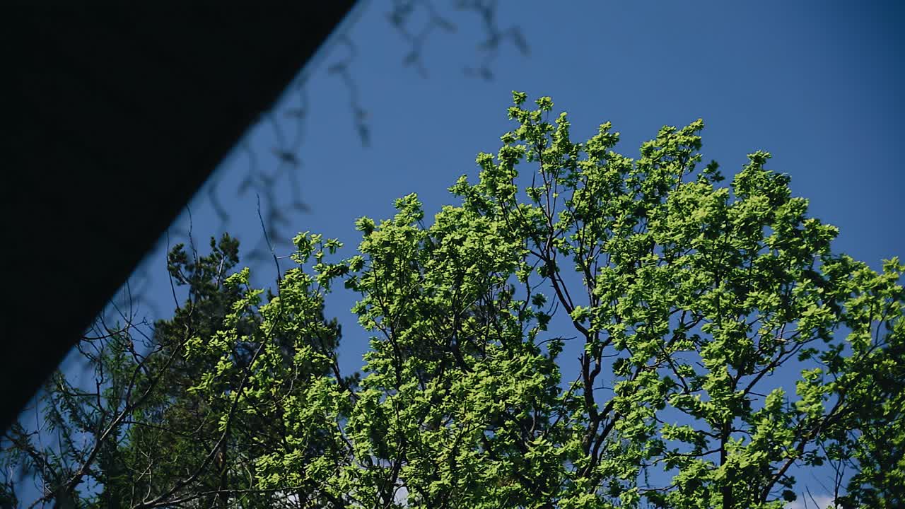 Tree branches against the blue sky. Bottom-up shooting