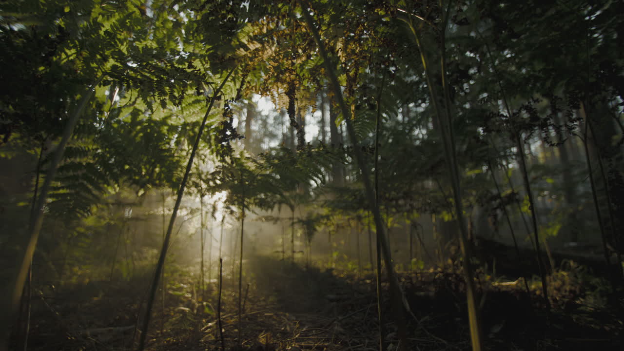rayos de sol a través de un bosque de niebla