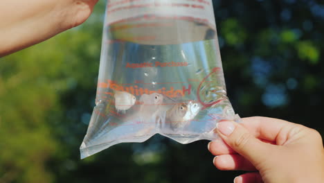 man holds a package for transporting fish some exotic fish in it