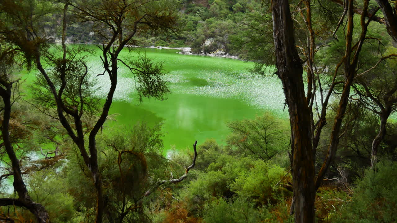 toma panorámica del lago de color verde tropical rodeado de árboles en el país de las maravillas termales de waiotapu, nueva zelanda