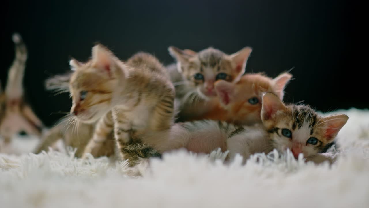 Adorabili gattini