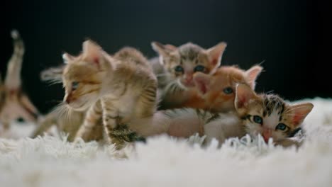 adorable kittens