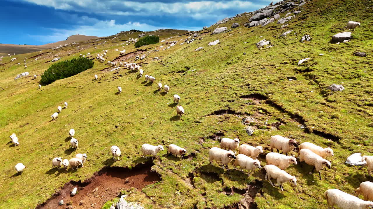 Greggi di pecore bianche si avvicinano alla telecamera sui pendii montani. Bestiame in cerca di erba nel paesaggio roccioso. Vista aerea