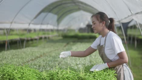 young beautiful woman's checking planting