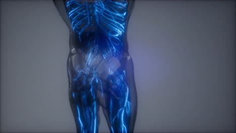 vasos sanguíneos del cuerpo humano