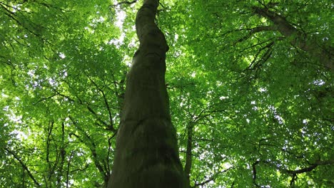 vista aérea de drones de 4k30p el crecimiento del tronco del árbol del bosque sube al cielo