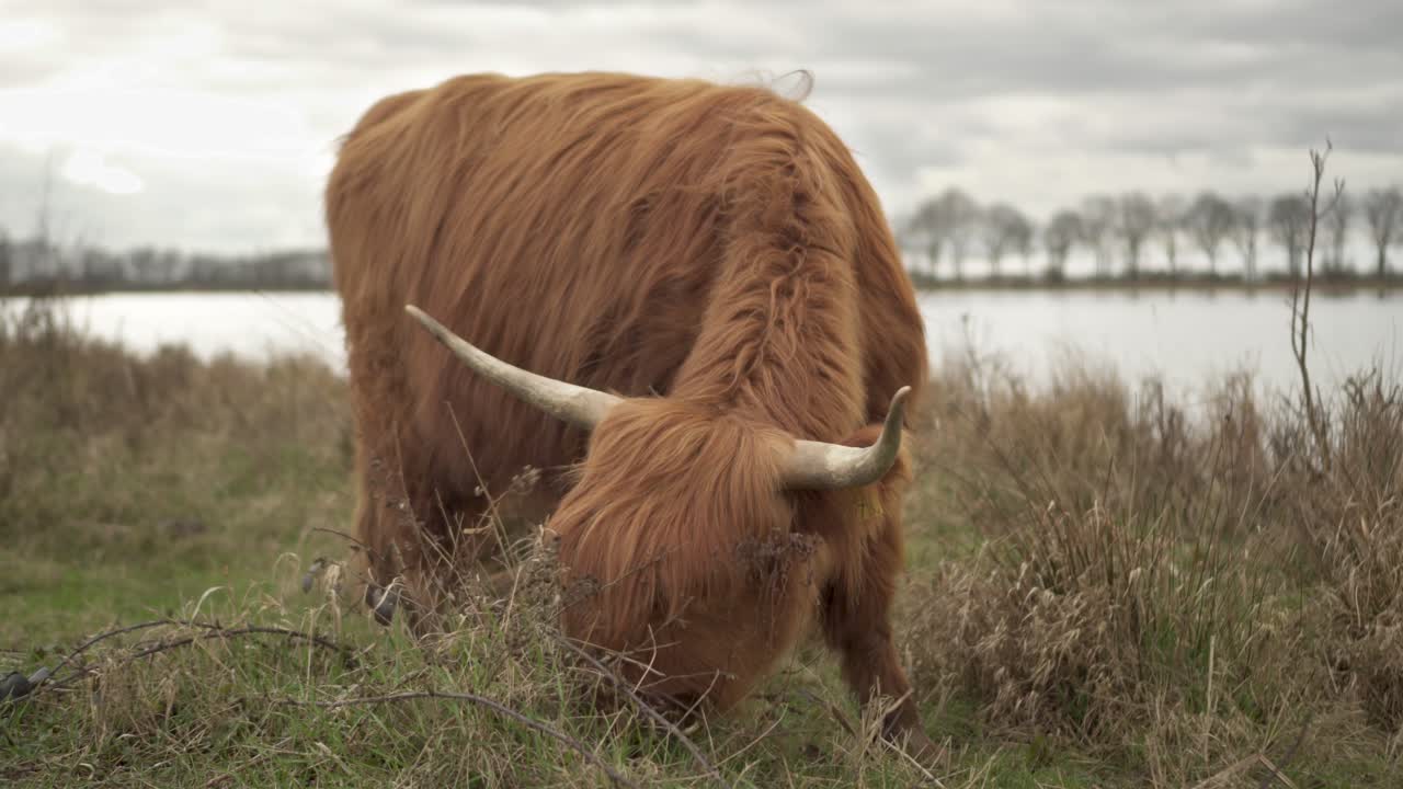 hermosa vaca de ganado de las tierras altas pastando en pastos agrícolas