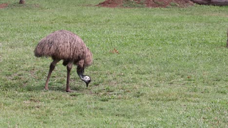 an emu walks and feeds in a grassy area