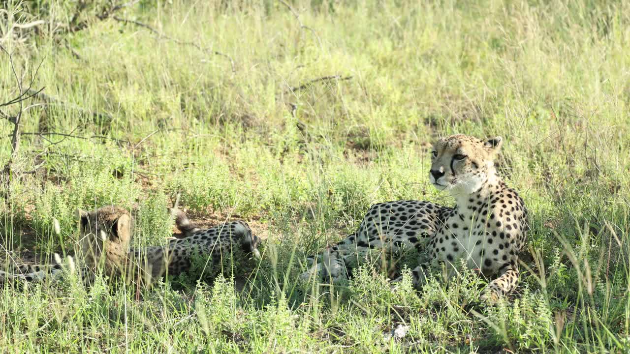 Wide shot of a mother cheetah and er cub lying together in the long green grass while the mother is checking her surroundings, Greater Kruger.