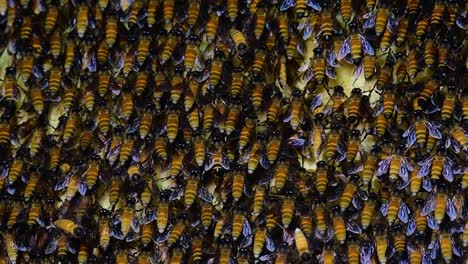 giant honey bees are known to build large colonies of nest with symmetrical pockets made of wax for them to store honey as their food source