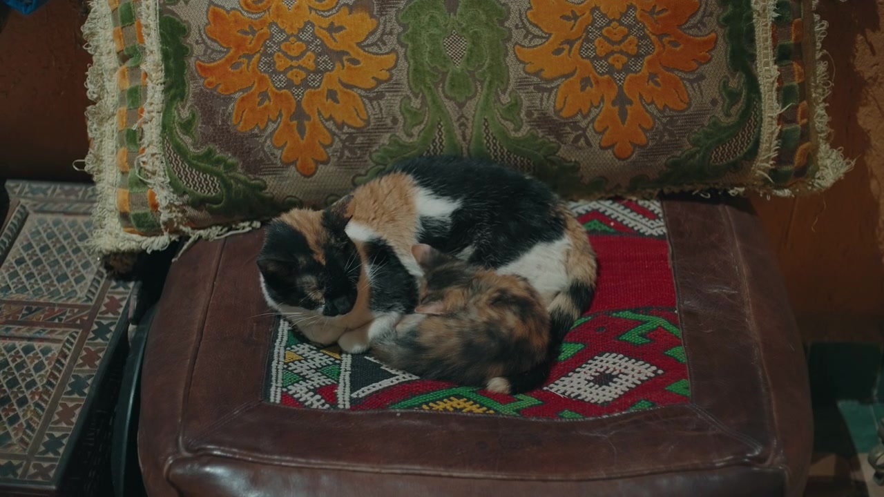Gatti tricolore raggomitolati insieme su un tappeto berbero tradizionale con un cuscino ricamato dietro