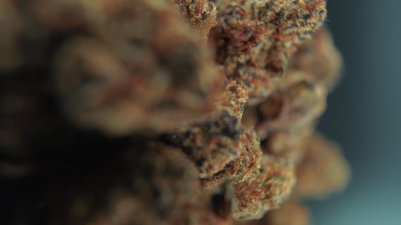 A vertical macro cinematic detailed shot of a cannabis plant, orange hybrid strains, Indica and sativa ,green marijuana flower, on a rotating stand, slow motion, 4K video, studio lighting