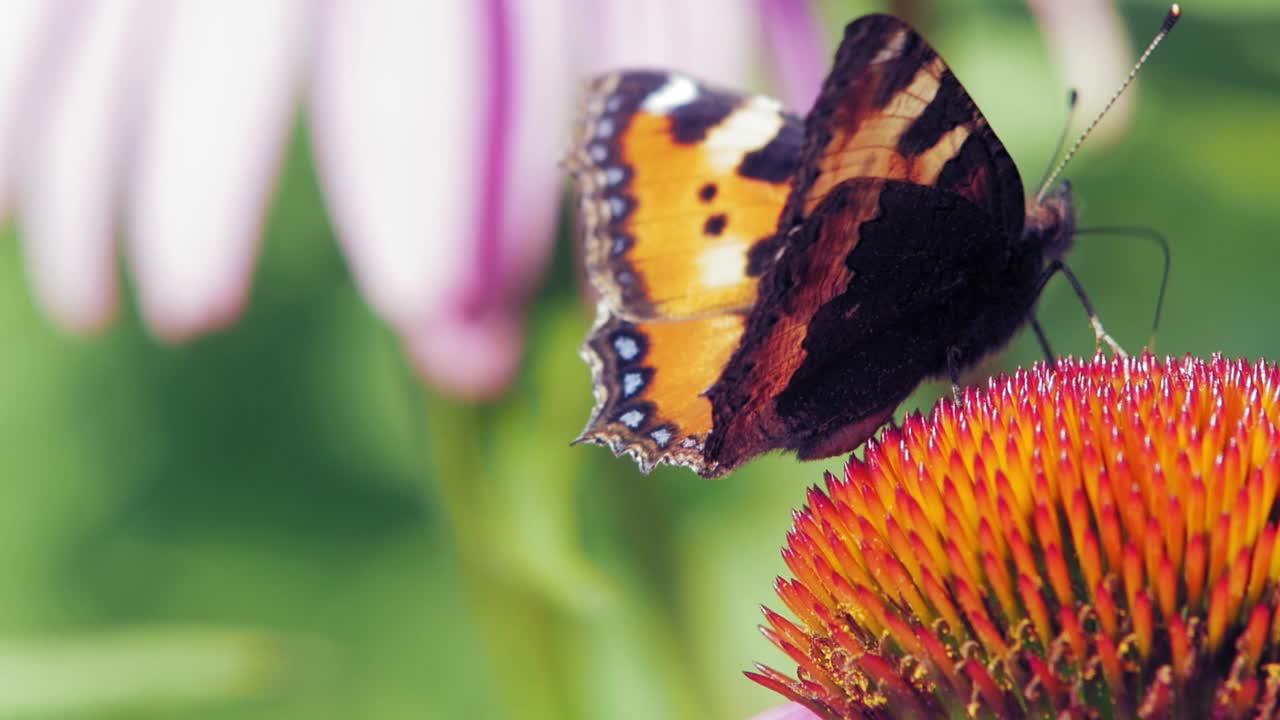Primo piano macro estremo di farfalla Vanessa urticae arancione che raccoglie nettare da un'echinacea viola su sfondo verde e violetto