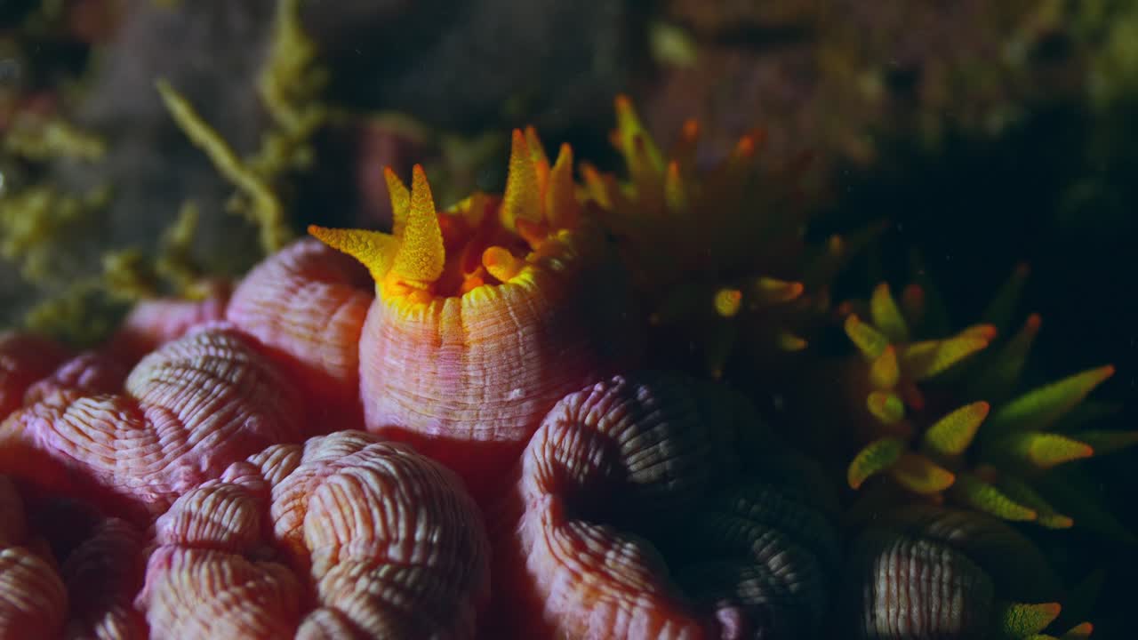 Primo piano di una base di corallo arancione esotico e tentacoli gialli.