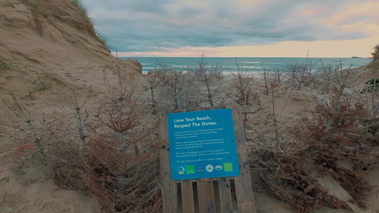 Recycled christmas trees on a beach in Cornwall