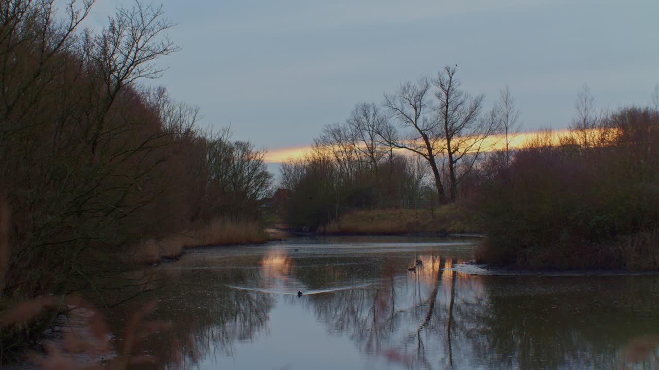 paisaje cinematográfico vista del estanque, el agua con pájaros patos coots y árboles en la puesta de sol de la noche área rural de la aldea