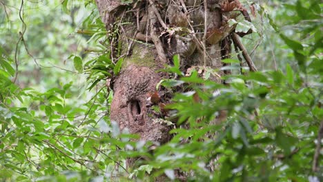 una madriguera de un nido de la hornbill pied oriental visto a través del bosque, anthracoceros albirostris, tailandia