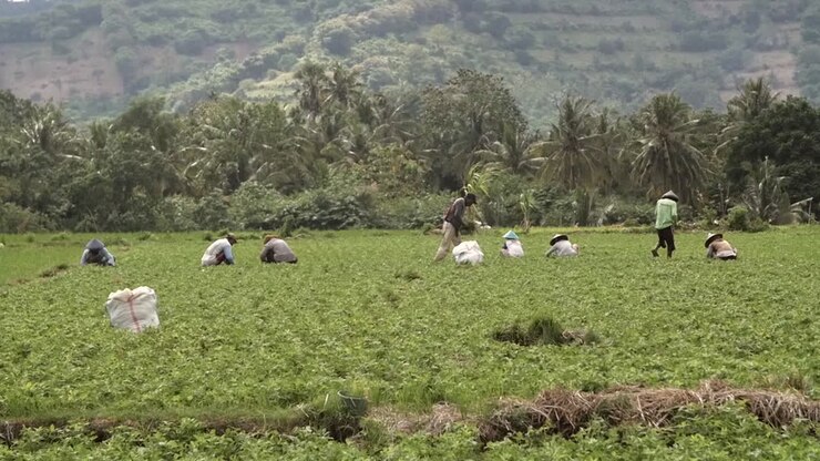 Workers in an Indonesian Field