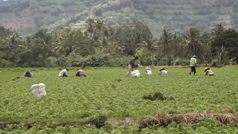 workers in an indonesian field