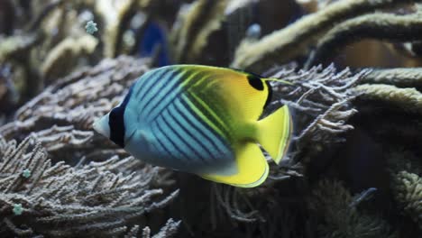 primer plano de un pez tropical de color azul y amarillo nadando cerca de algunos corales