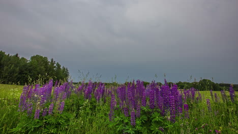 Powerful storm clouds flowing above rural meadow with blooming pink flowers