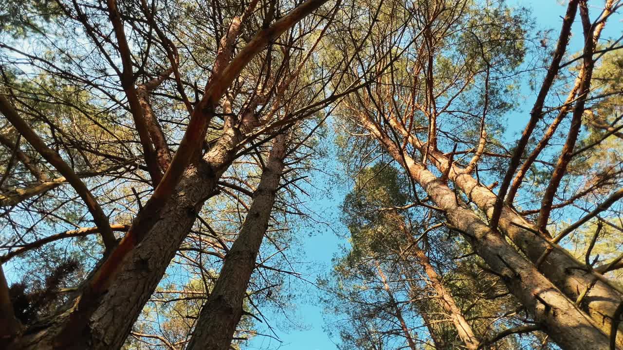 Ylöspäin kuvattu perspektiivi havupuiden oksista ja rungoista. Soveltuu ympäristötarinankerrontaan, vastuullisuusraportteihin, metsäteollisuuden promoihin ja luontoaiheisiin taustakuviin