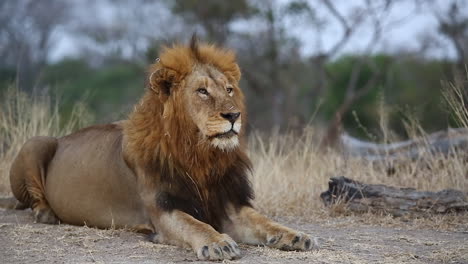 close-up of a male lion laying down in the african wilderness as he looks around