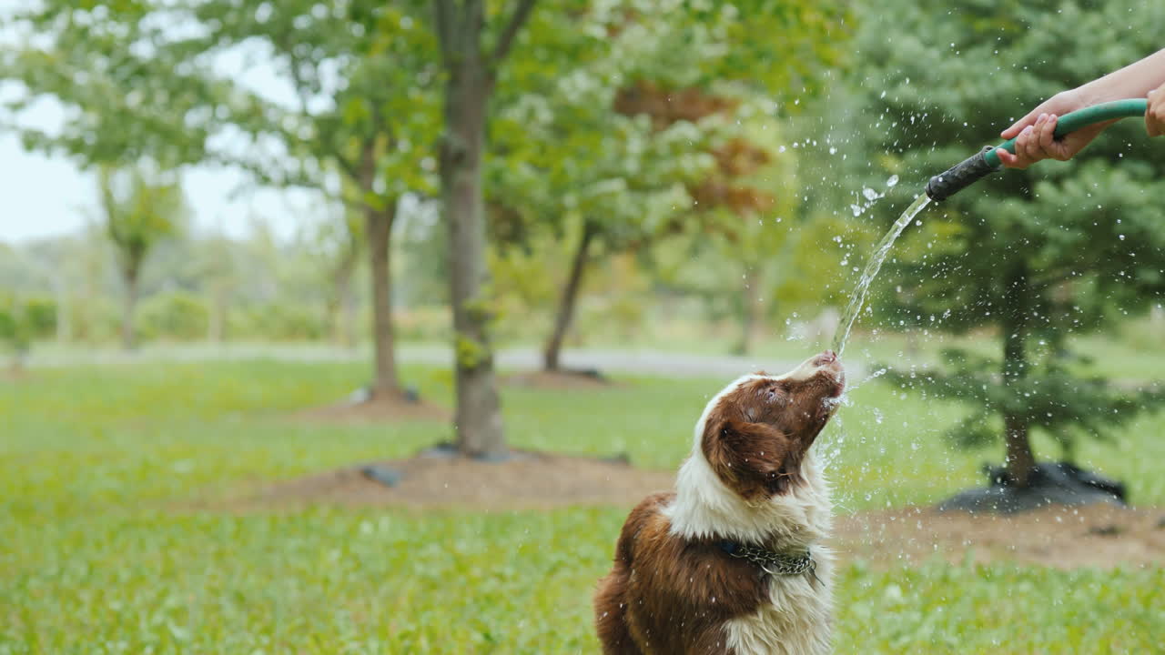 el dueño juega con un perro grande y una manguera de agua en un césped verde en el parque