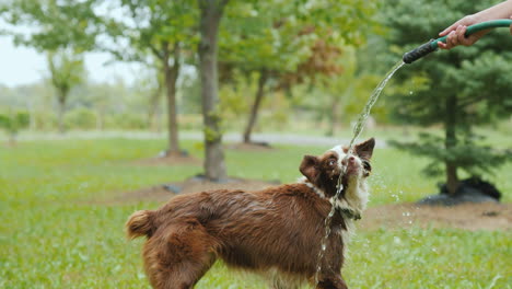 el dueño juega con un perro grande y una manguera de agua en un césped verde en el parque