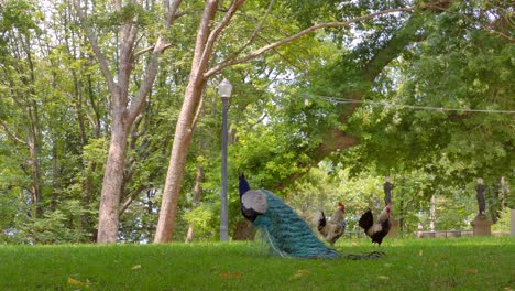 Peacock-and-Roosters-standing-in-the-Crystal-Palace-Gardens-in-Porto,-Portugal