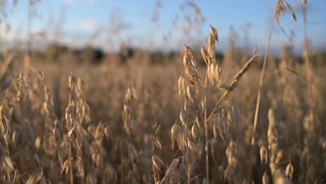 avena, grano de cereal cultivado para su semilla, brisa fresca de verano en un campo orgánico natural de cerca